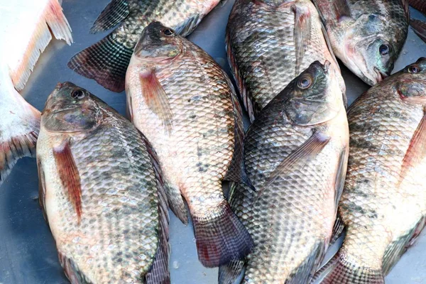 Pescado fresco en el mercado — Foto de Stock