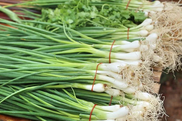 Oignon de printemps sur le marché — Photo