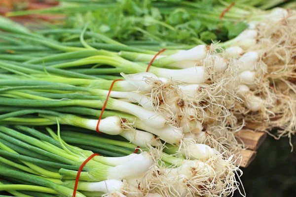 Spring onion in market — Stock Photo, Image