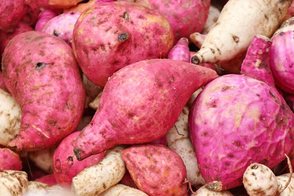 Organik kırmızı tatlı patates yam