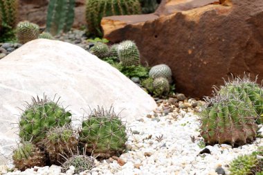 Çöl kaktüs doğada