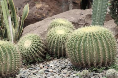 Çöl kaktüs doğada