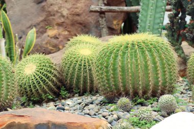 Çöl kaktüs doğada