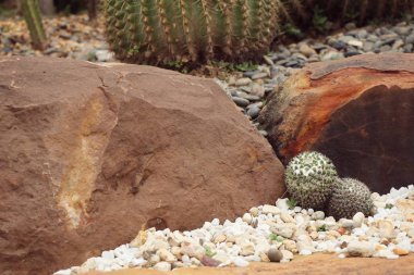 Çöl kaktüs doğada