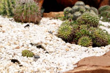 Çöl kaktüs doğada