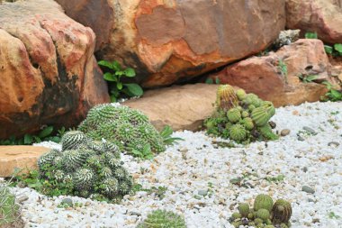 Çöl kaktüs doğada