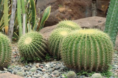 Çöl kaktüs doğada