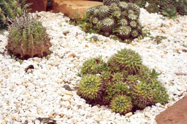 Çöl kaktüs doğada