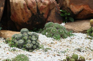 Çöl kaktüs doğada