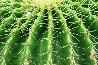 Çöl kaktüs doğada