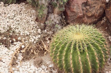 Çöl kaktüs doğada