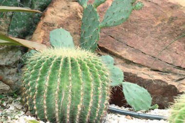 Çöl kaktüs doğada