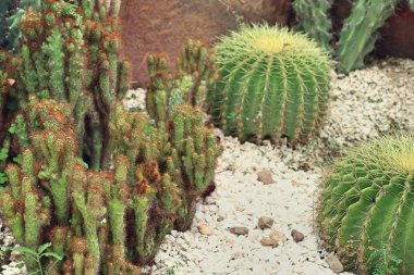 Çöl kaktüs doğada