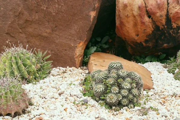 Cactus del deserto in natura — Foto Stock