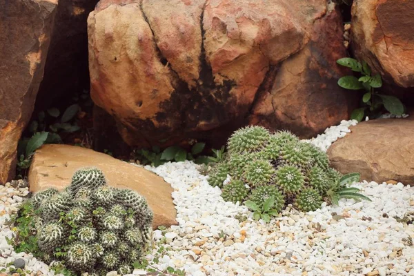 Çöl kaktüs doğada