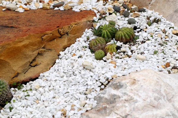 Çöl kaktüs doğada