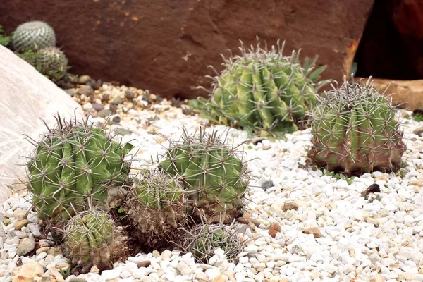 Çöl kaktüs doğada