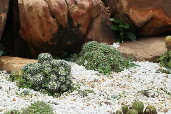 Çöl kaktüs doğada