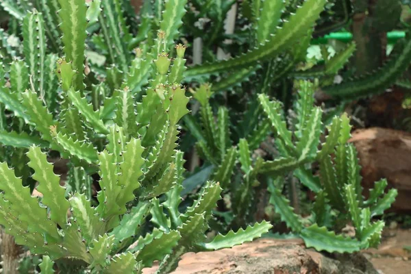 Çöl kaktüs doğada