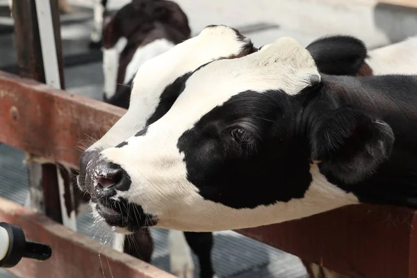 Vaca en la granja —  Fotos de Stock