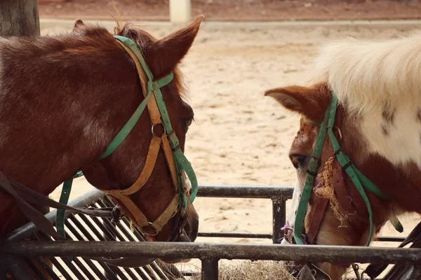 ม้าในฟาร์ม — ภาพถ่ายสต็อก