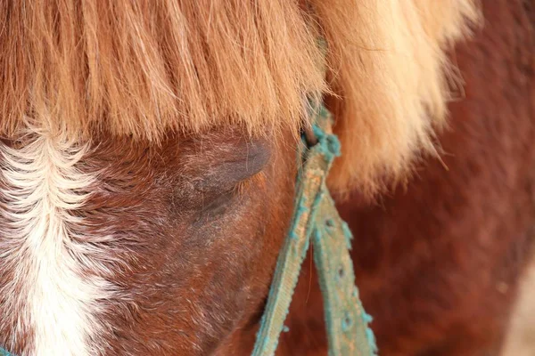 Cheval dans la ferme — Photo