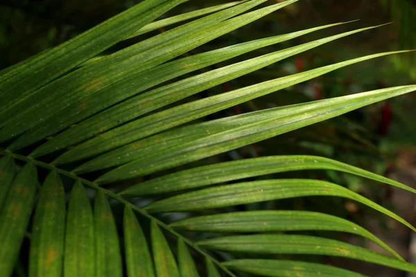 Листья пальмы в природе — стоковое фото