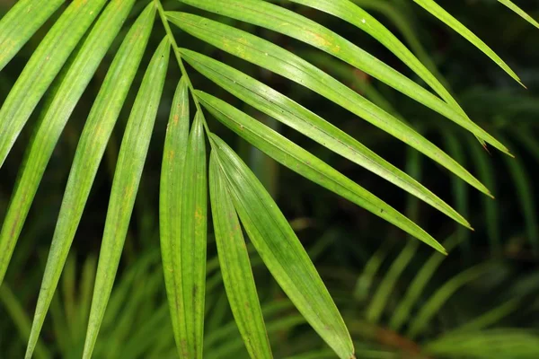 Leaves palm in nature — Stock Photo, Image