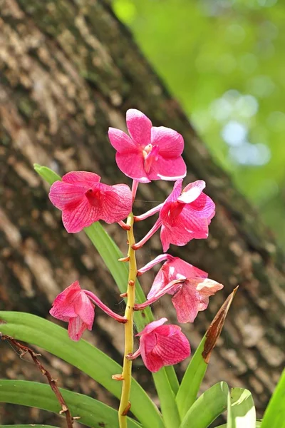在自然的粉红色兰花 — 图库照片