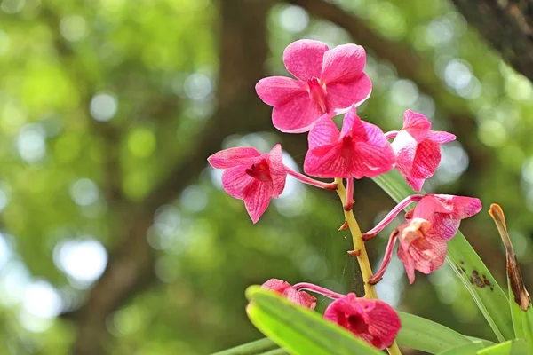 Orquídea rosa en la naturaleza —  Fotos de Stock