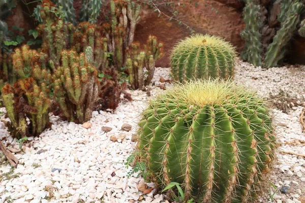 Desert cactus in nature — Stock Photo, Image