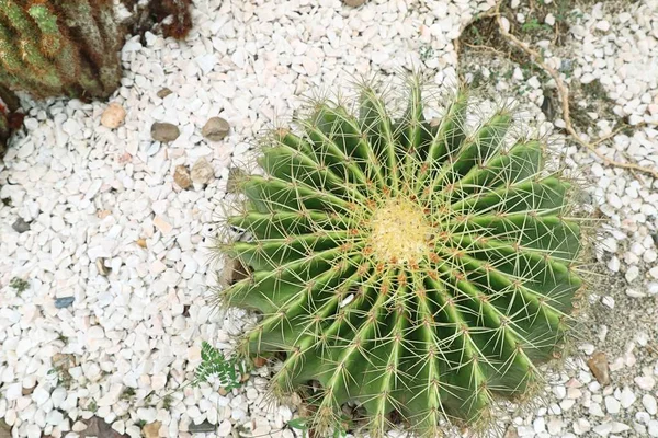 Desert cactus in nature — Stock Photo, Image