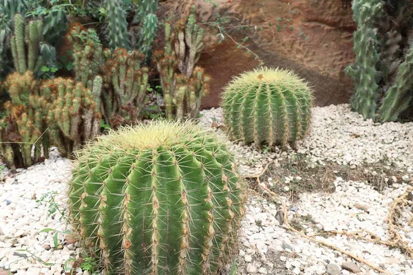 Desert cactus in nature — Stock Photo, Image