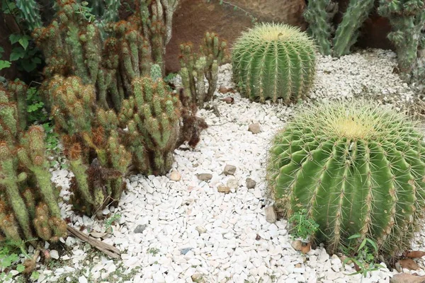 Çöl kaktüs doğada