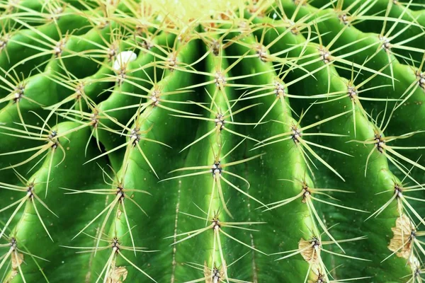 Çöl kaktüs doğada