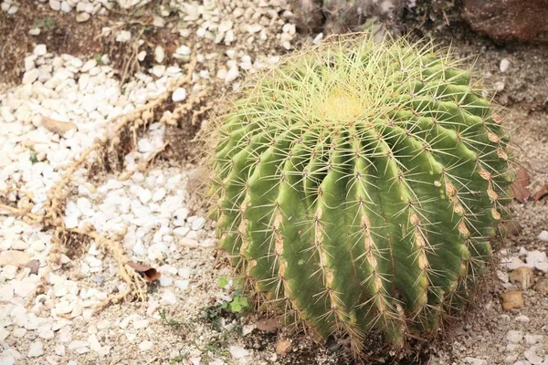 Cactus del desierto en la naturaleza —  Fotos de Stock