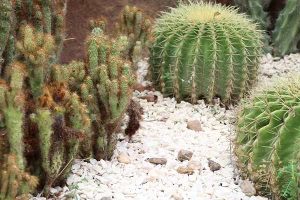 Çöl kaktüs doğada