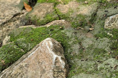 doğada yeşil yosun