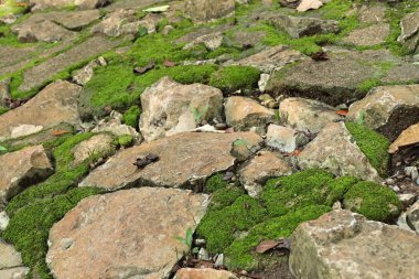 doğada yeşil yosun