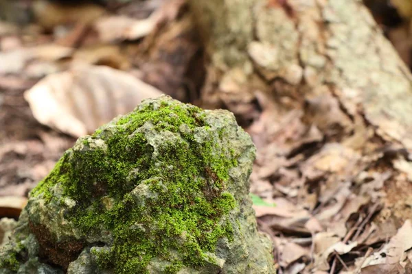 doğada yeşil yosun