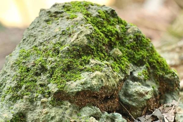 doğada yeşil yosun