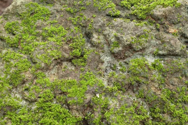มอสสีเขียวในธรรมชาติ — ภาพถ่ายสต็อก