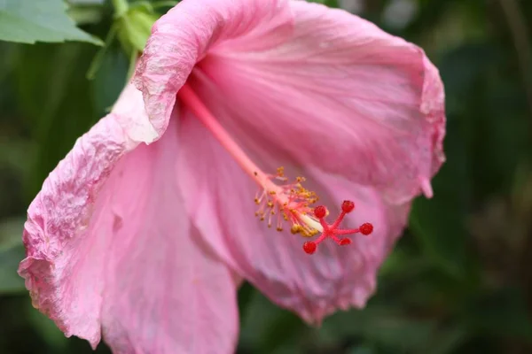 Rose chinoise dans la nature — Photo
