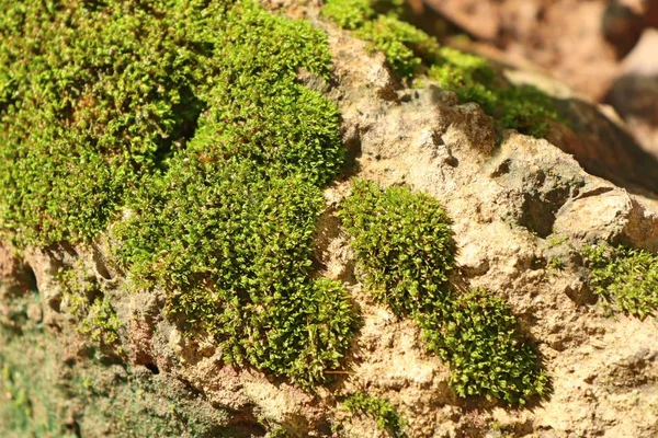 Groene mos in de natuur — Stockfoto