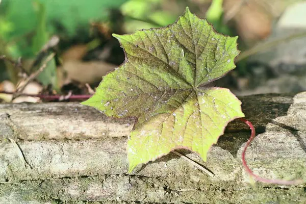 자연 속의 녹색 잎 — 스톡 사진