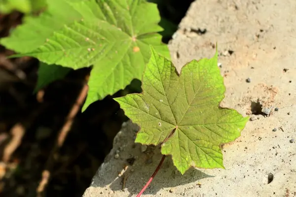 Hojas verdes en la naturaleza —  Fotos de Stock