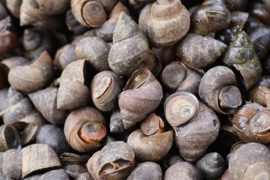 Taze kabukları sokak gıda