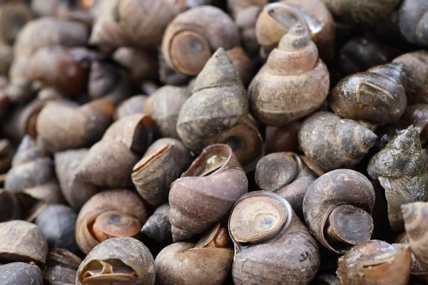 Conchas frescas em comida de rua — Fotografia de Stock