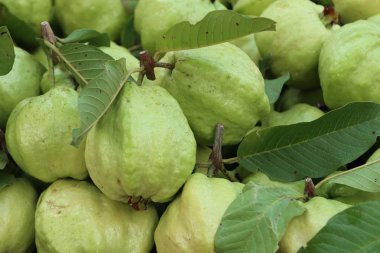 Guava meyve sokak Road