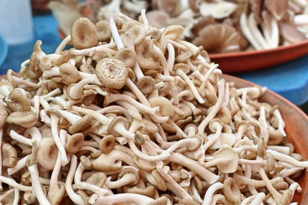 Funghi freschi al mercato — Foto Stock